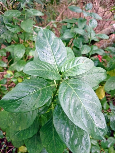 Psychotria punctata