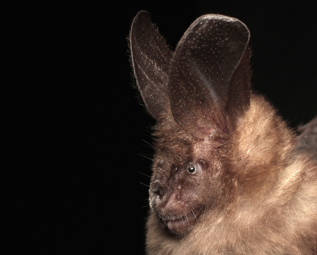 Javan Slit-Faced Bat