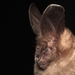 Javan Slit-faced Bat - Photo (c) A. Restu Dwikelana, some rights reserved (CC BY-NC), uploaded by A. Restu Dwikelana
