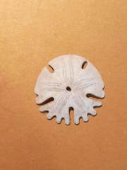 Rotula deciesdigitatus