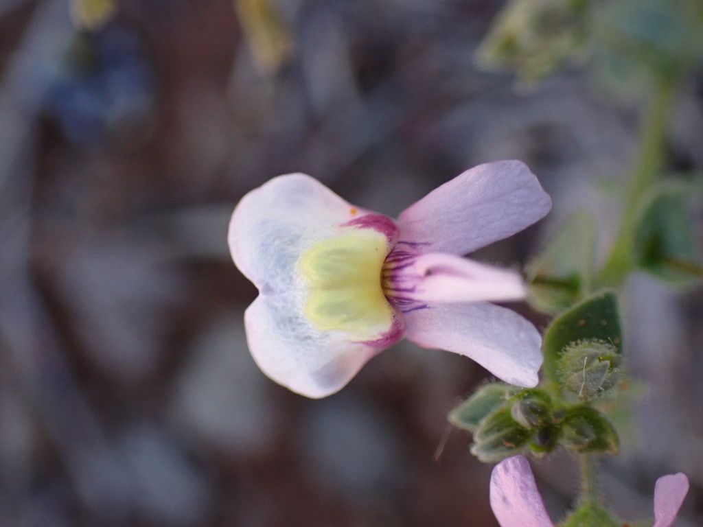 Nemesia hanoverica