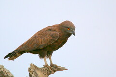 Brown Snake Eagle photo 3