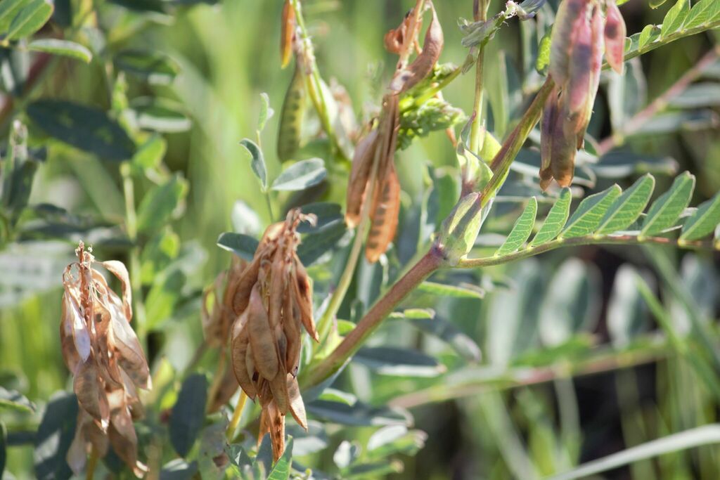 Faboideae from West Rand District Municipality, South Africa on