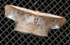 Tessarotis rubrata