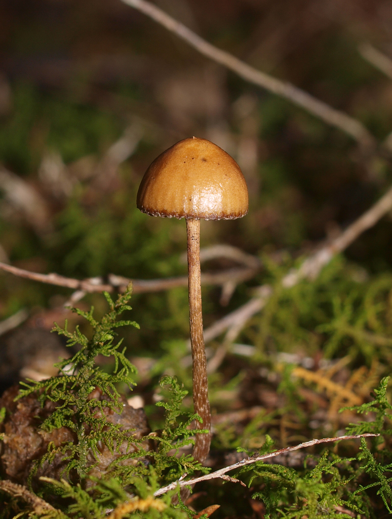Deconica novae-zelandiae