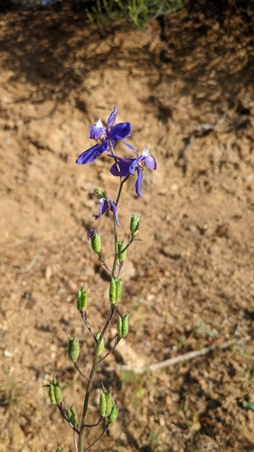 Image of Delphinium parryi by (c) velodrome, some rights reserved (CC BY)