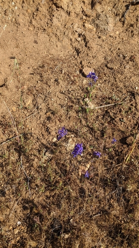 Image of Delphinium parryi by (c) velodrome, some rights reserved (CC BY)