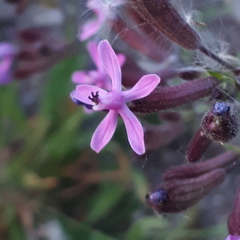 Silene fuscata