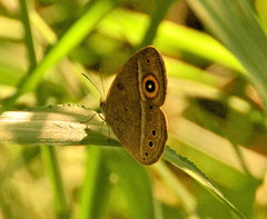 Brakefieldia perspicua