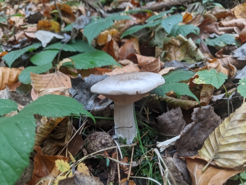 Cloudy Clitocybe (Clitocybe nebularis)