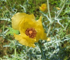 Argemone aenea