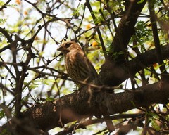 Haemorhous mexicanus