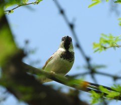 Passer domesticus