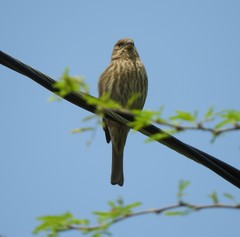 Haemorhous mexicanus