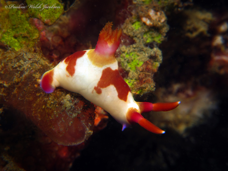Fire-gilled Wrinkle Dorid
