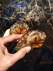 Kinosternon subrubrum subrubrum