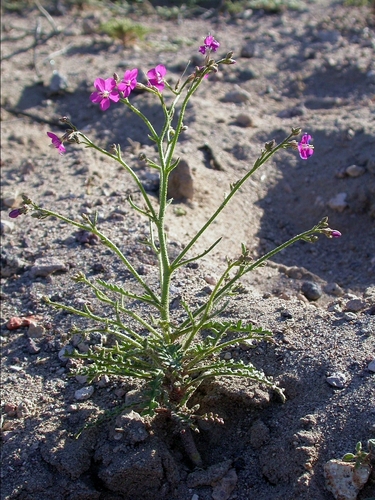 Nye gilia (Aliciella nyensis)