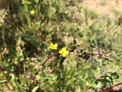 Camissoniopsis lewisii