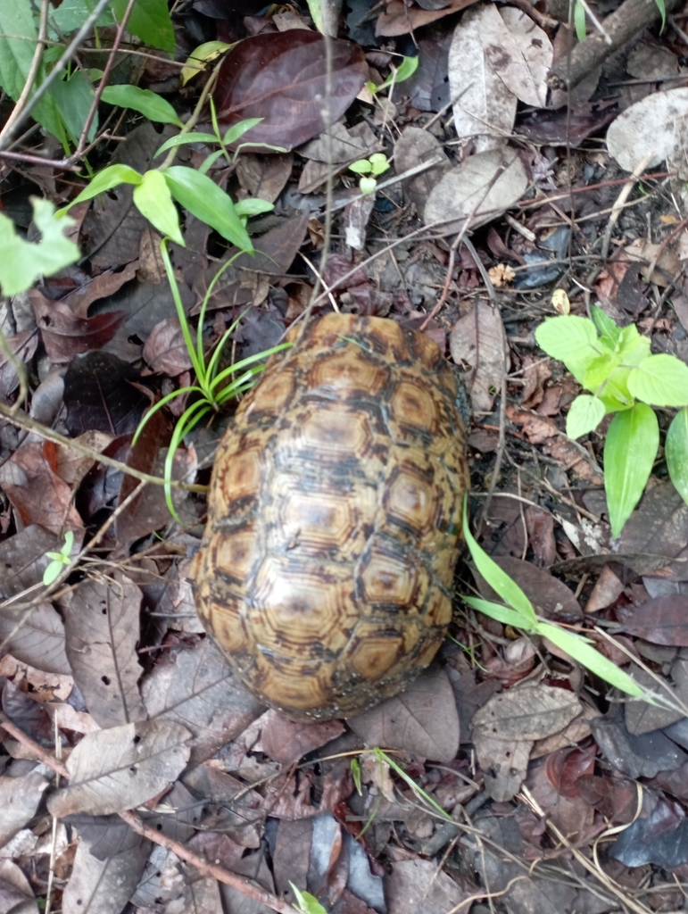 Western hinge-back tortoise from Yuli, Bauchi, Nigeria on June 19, 2022 ...