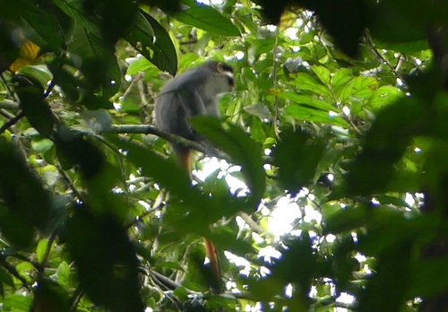 Bioko Red-eared Guenon