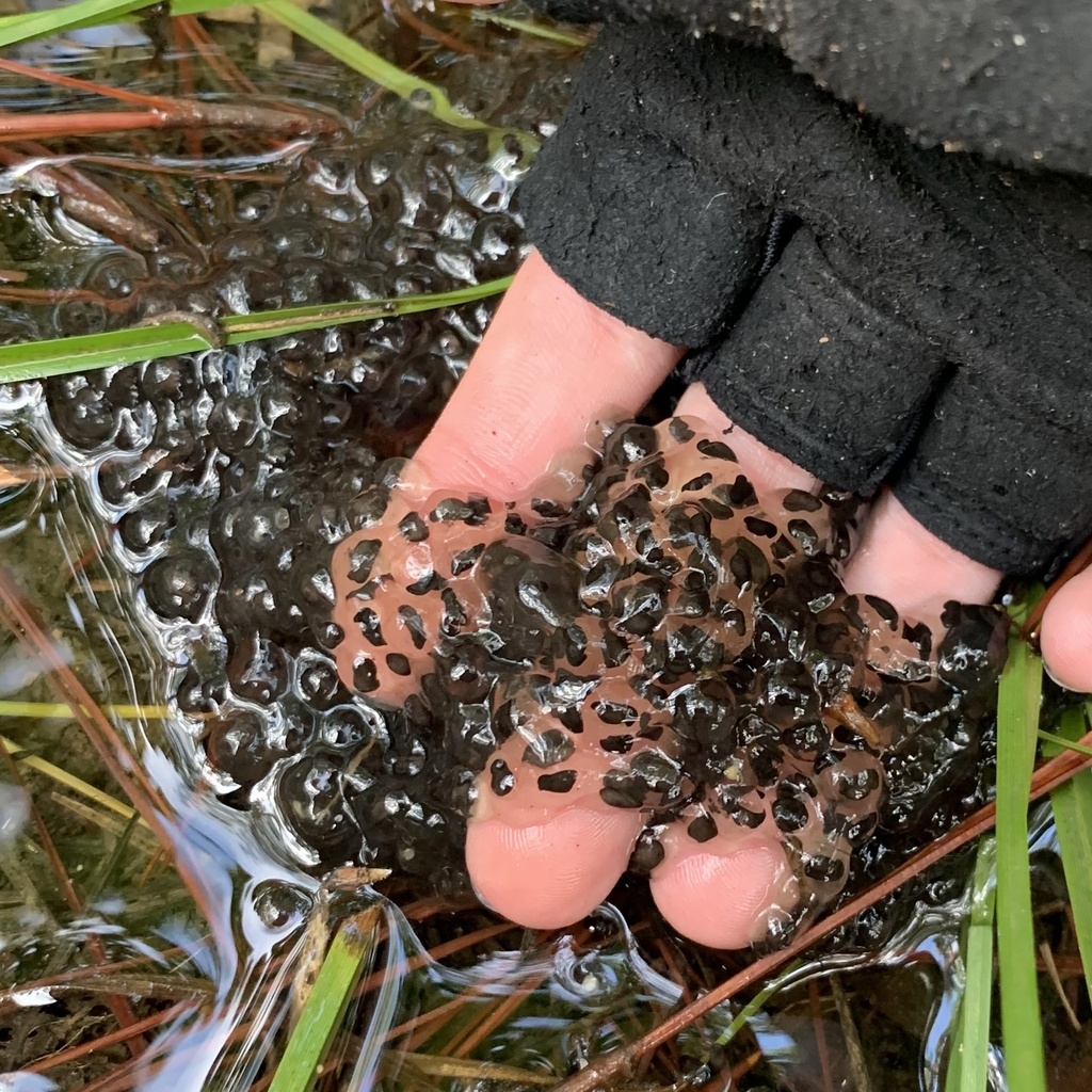 Frogs and Toads from Sam Houston National Forest, Montgomery, TX, US on ...