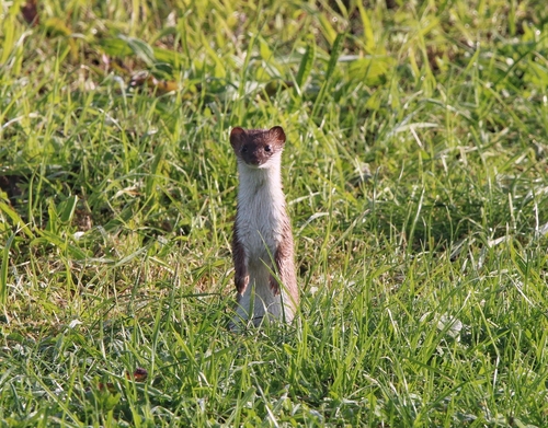 Eurasian Stoat, 1676 Twisk, Netherlands, photo 8 of 10