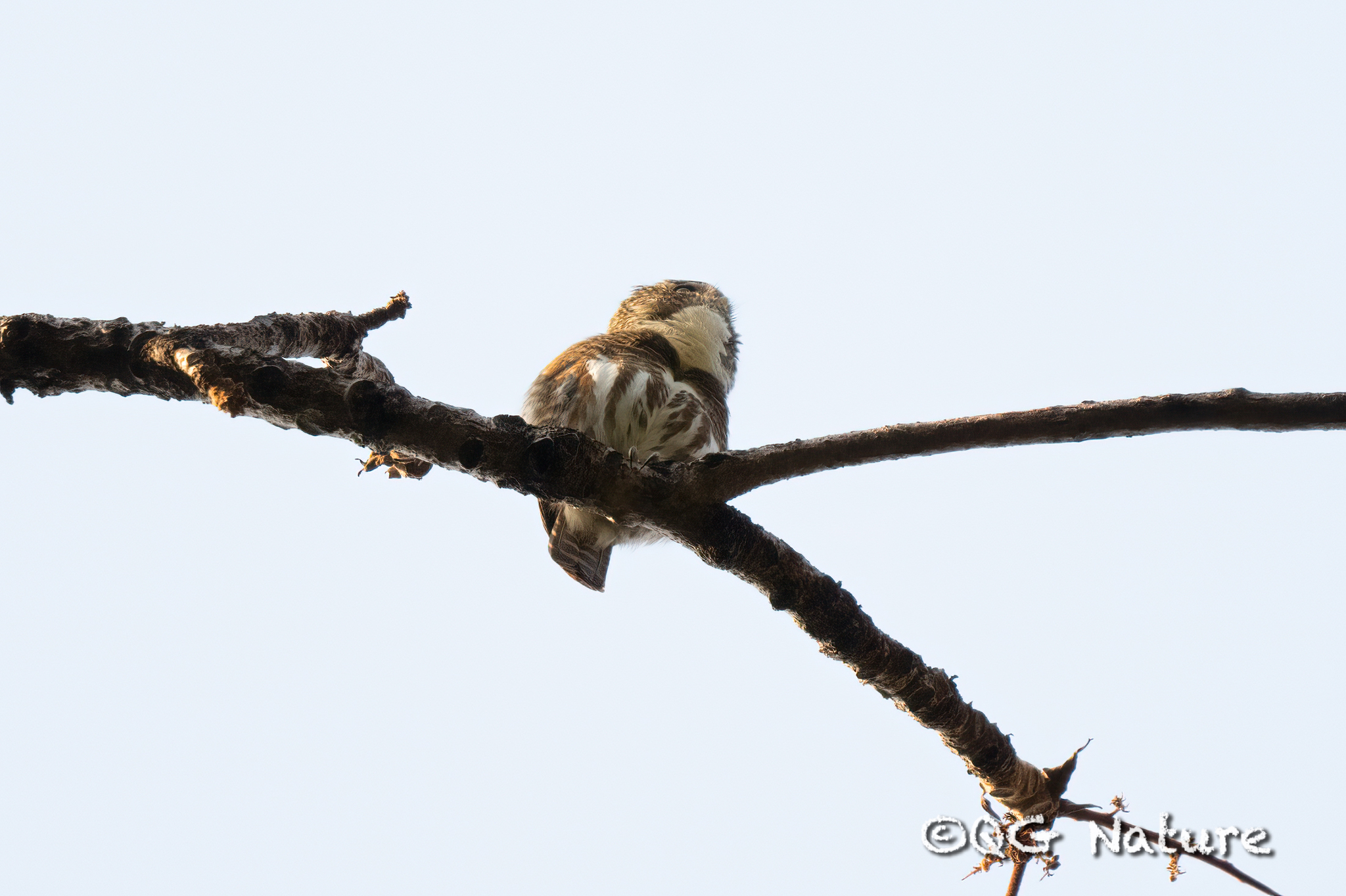 Collared Owlet
