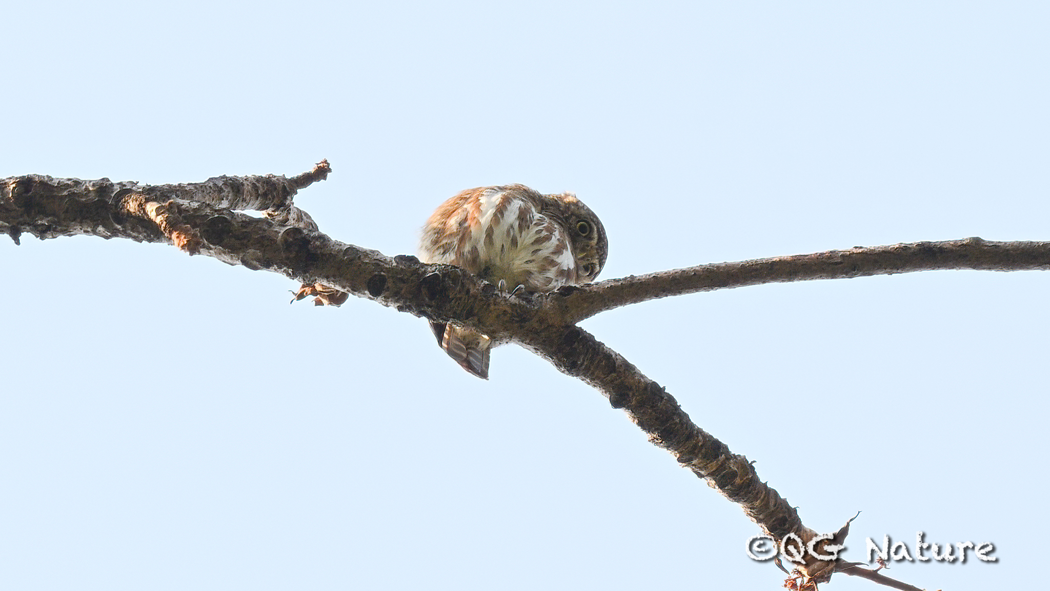 Collared Owlet