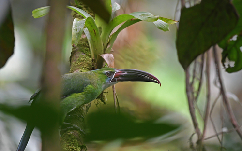 Chestnut-tipped Toucanet