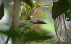 Chestnut-Tipped Toucanet photo 2