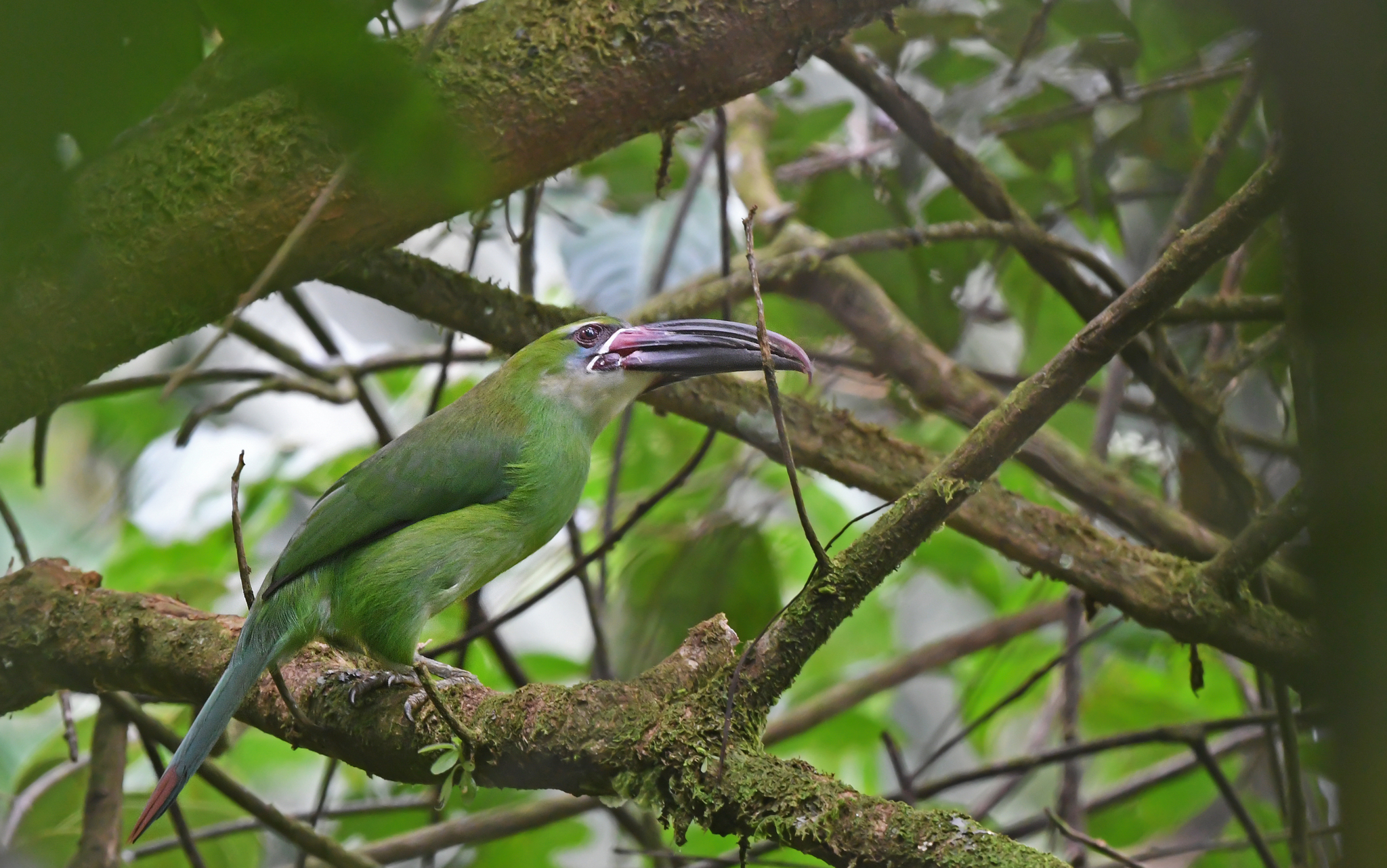 Chestnut-tipped Toucanet (Aulacorhynchus derbianus), photo 10