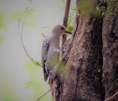 Melanerpes aurifrons