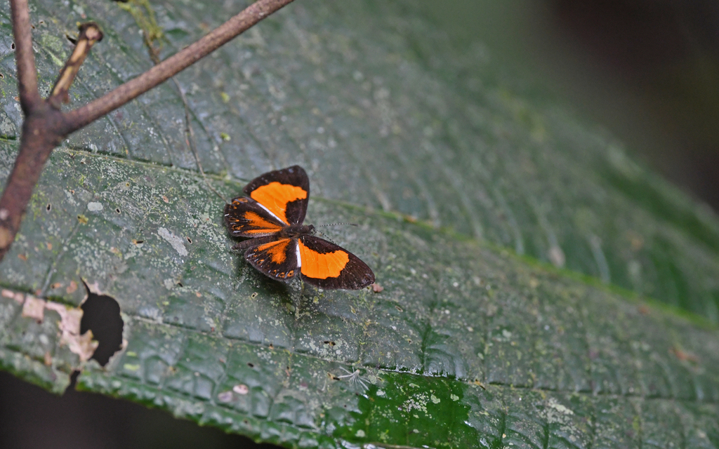 Cariomothis erotylus