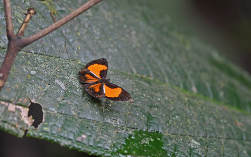 Cariomothis erotylus