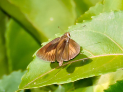 Synapte pecta