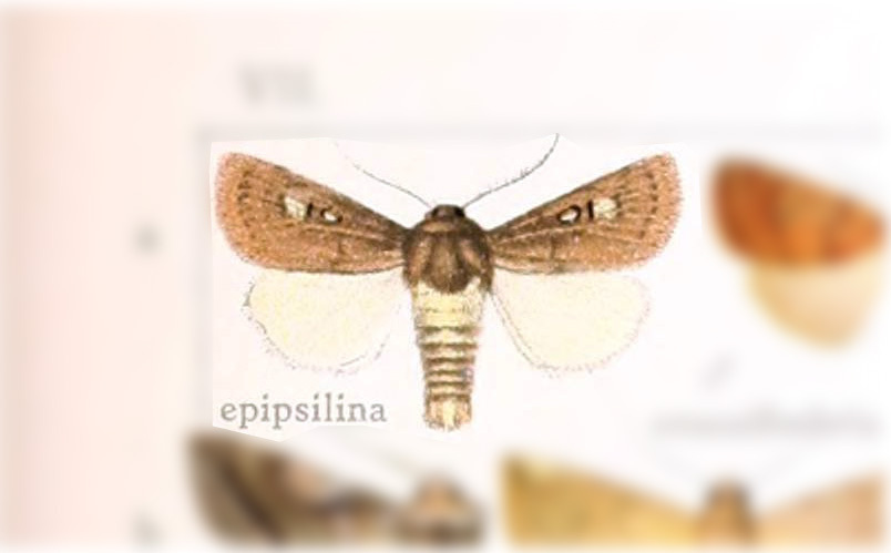 Eriopyga epipsilina