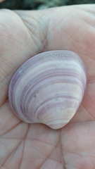 Eucallista purpurata