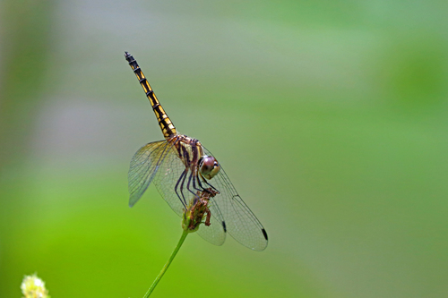 Indigo Dropwing photo 2