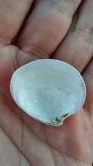 Eucallista purpurata