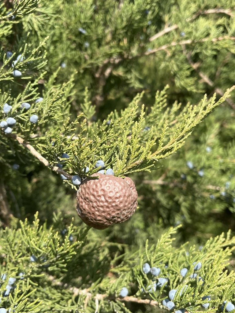 juniperapple rust from E 1550 N, Elnora, IN, US on November 8, 2023 at 1056 AM by kent ozment