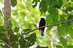 Pygmy Drongo photo 1