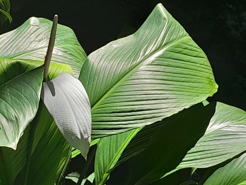 Image of Spathiphyllum cannifolium by no rights reserved