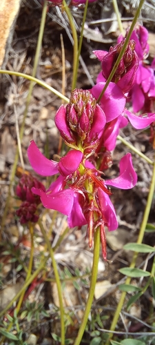 Image of Indigofera capillaris by (c) Liezl van der Merwe, some rights reserved (CC BY)