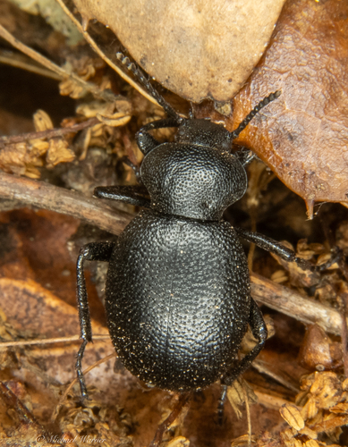 Eleodes cordata photo 4