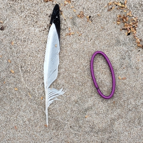 Plume de Mouette de Bonaparte