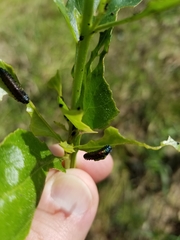 Trirhabda bacharidis