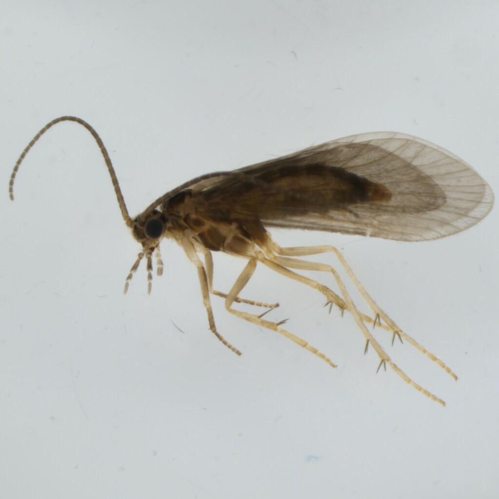 Agapetus laniger