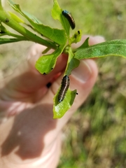 Trirhabda bacharidis