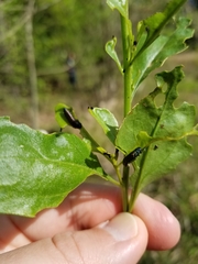 Trirhabda bacharidis