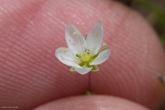 Sabulina californica